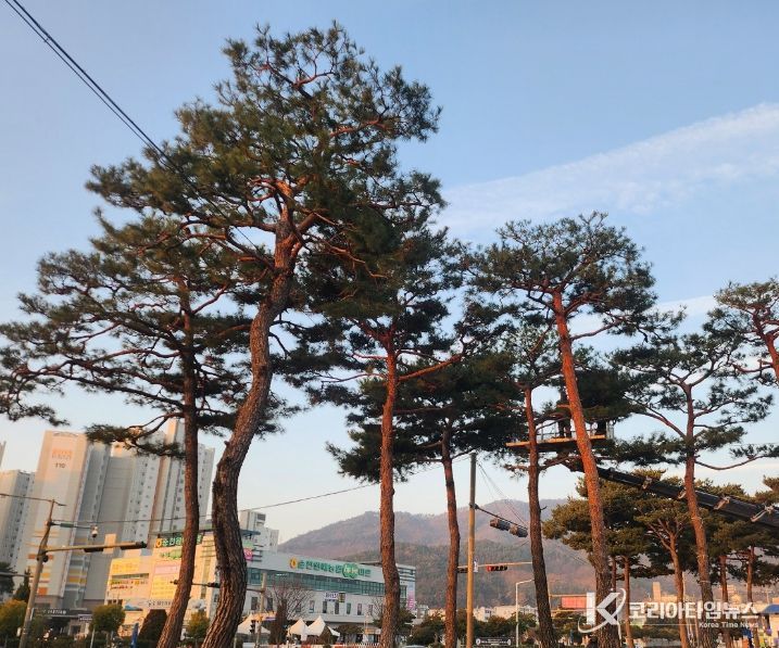 소나무 전정으로 안전한 귀성길 준비