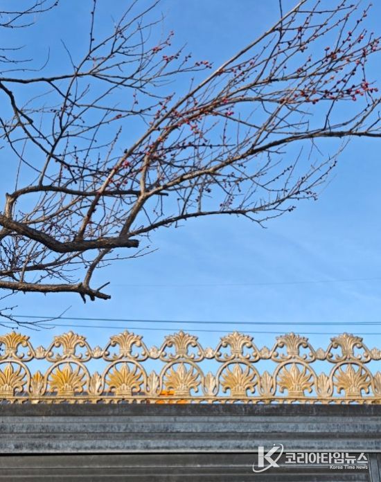 관사마을 홍매화 계절의 문을 열다