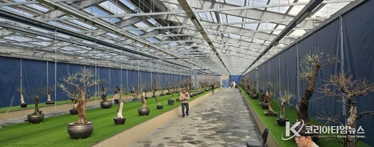 한국선비매화공원 분매원에 매화 분재들이 전시된 모습