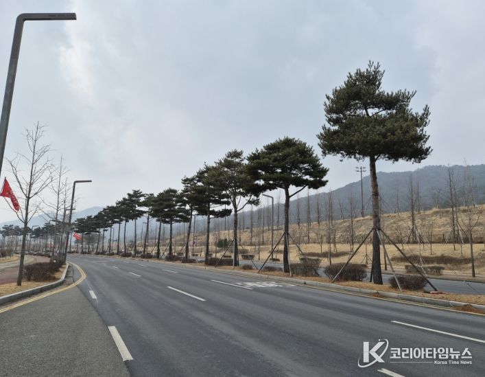 내포신도시 충남대로 중앙분리대에서 차량 안전 확보와 가로경관 개선을 위해 소나무 전정 작업을 진행하는 모습,