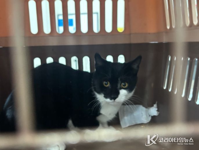 중성화 수술을 위해 포획된 길고양이.