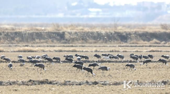 2026년 2월 10일 천수만에서 관찰된 흑두루미 모습