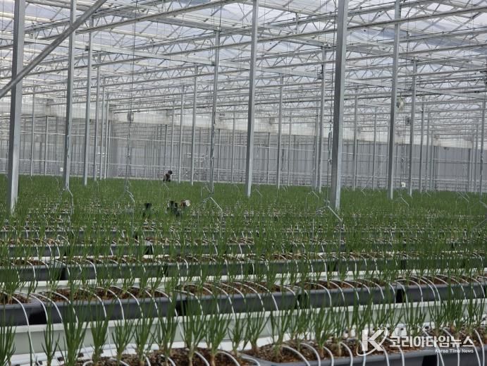 봉화군, 임대형 스마트팜 A동 2구역 쪽파 수확 앞둬