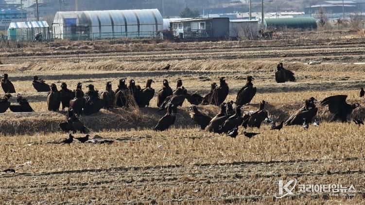‘파주 독수리 식당’ 생태여행 성황리 종료