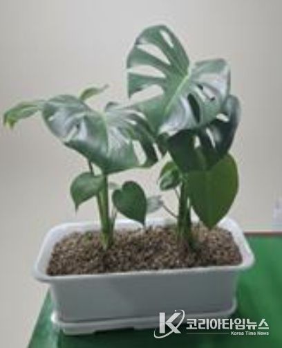 베란다 텃밭 지원사업 공기정화식물(몬스테라)