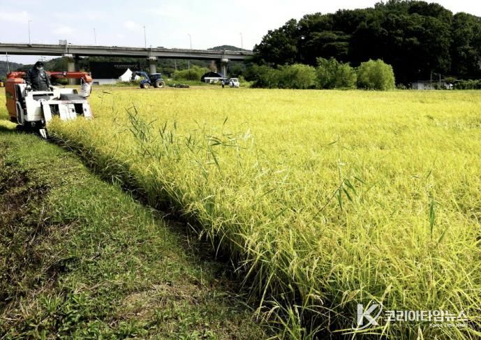 조생종 벼베기 현장