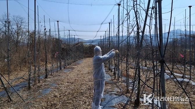 파주시, 과수 화상병 방제 약제 보급 및 예찰 본격 추진