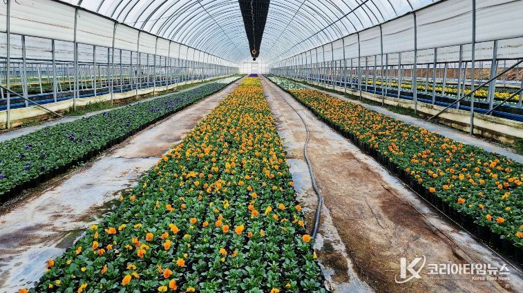 농업기술센터 꽃육묘장에서 배부될 봄꽃을 관리하는 모습