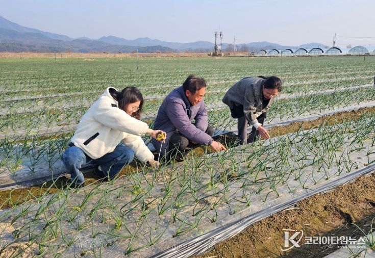 구미 '양파 기계정식' 효과 확인
