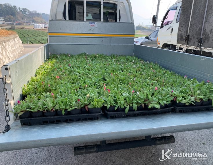 10개 읍면에 봄꽃 84,100본 공급