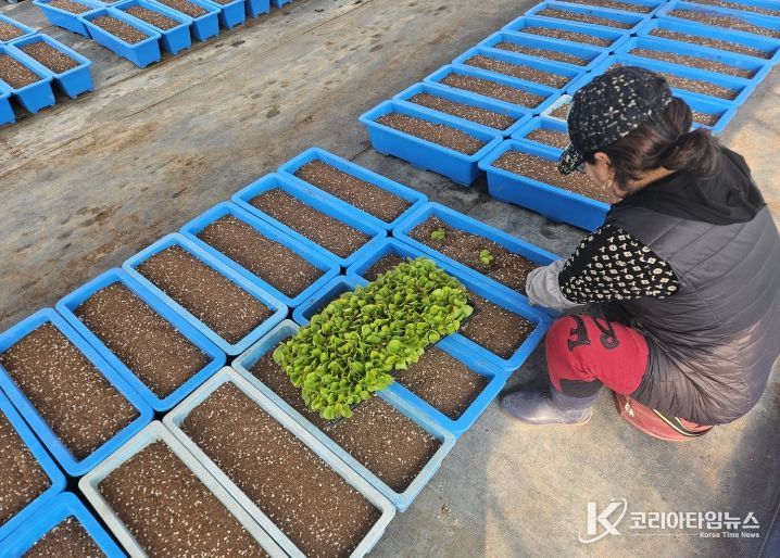 금산군농업기술센터 봄맞이 하천 데크길 경관 조성 꽃묘 정식 모습