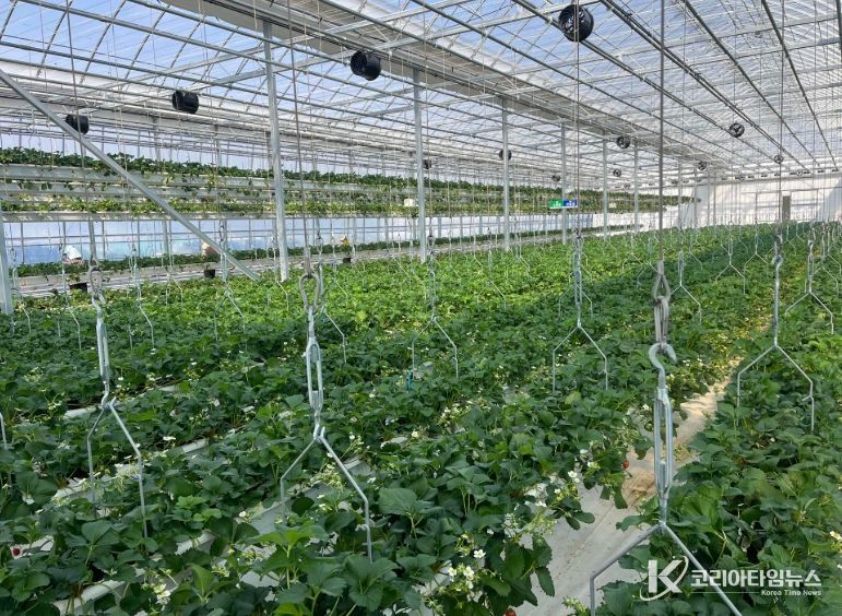 청년농업인 임대형 스마트팜 전경