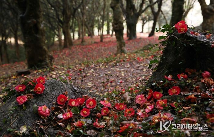 제3회 깅진 백련사 동백축제가 오는 27일 개막한다.