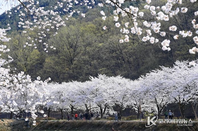 옥포읍 벚꽃(25년 촬영)