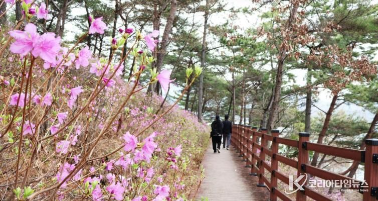 몽골독수리 떠난 길따라 꽃이 피고… 고성군, 봄 관광 시동