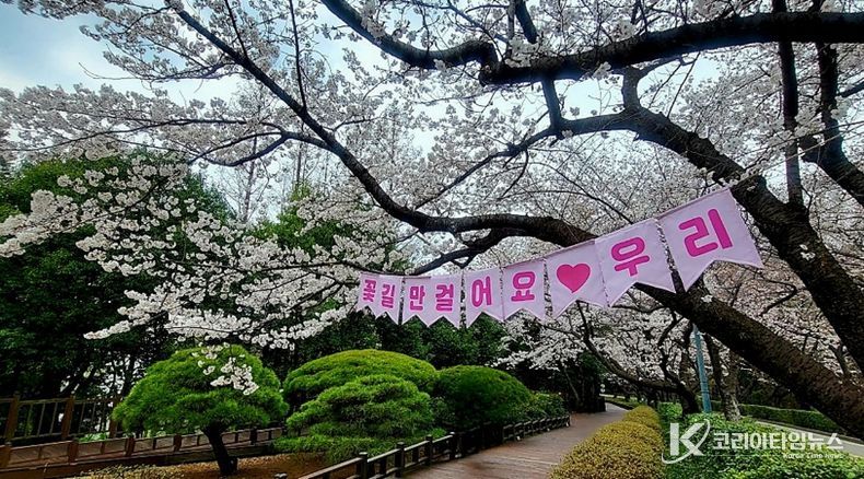 광양시, 매화 이어 벚꽃·동백…봄꽃 릴레이 시작(금호동 벚꽃)