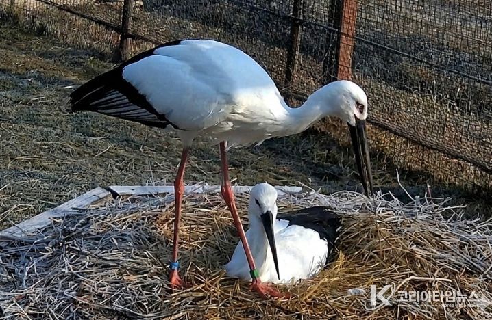 한일 황새 커플 모습