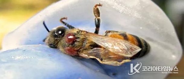 봄철 ‘꿀벌응애류’ 집중 방제 추진