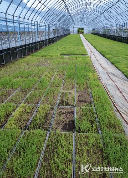 육묘 실패 전경