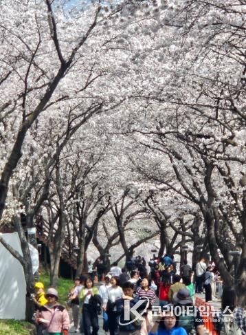“봄을 부른 하동”..화개장터 벚꽃축제, 8만 8천여 명 발길