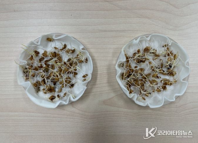 발아율 검정사진