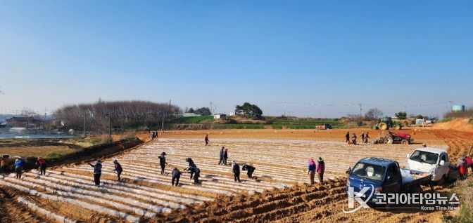 정읍시, 신품종 고구마 ‘호풍미’ 첫 정식