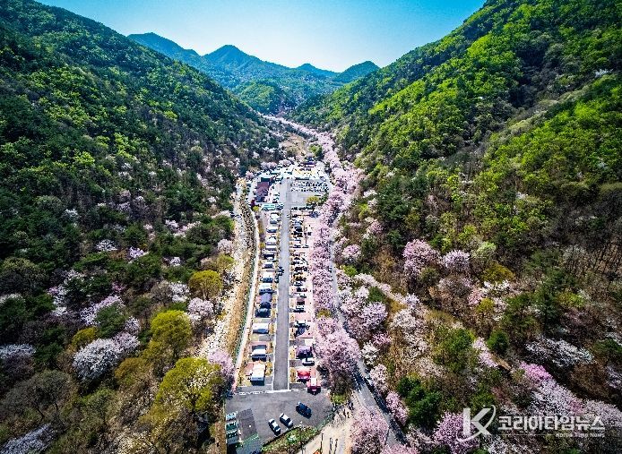 금산 보곡산골 산벚꽃 축제