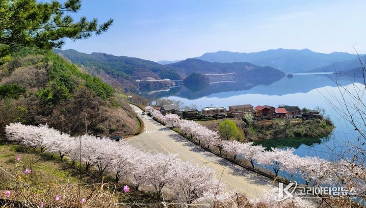 진안군, 늦게 피어 더 여유로운 진안고원 벚꽃 여행 추천(용담호)