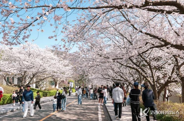 영암군, 왕인문화축제 둘째 날 역대급 인파...벚꽃 절정 속 ‘북적’