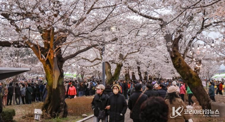 울주군 ‘제7회 울주작천정 벚꽃축제’ 성료… 총 26만명 방문