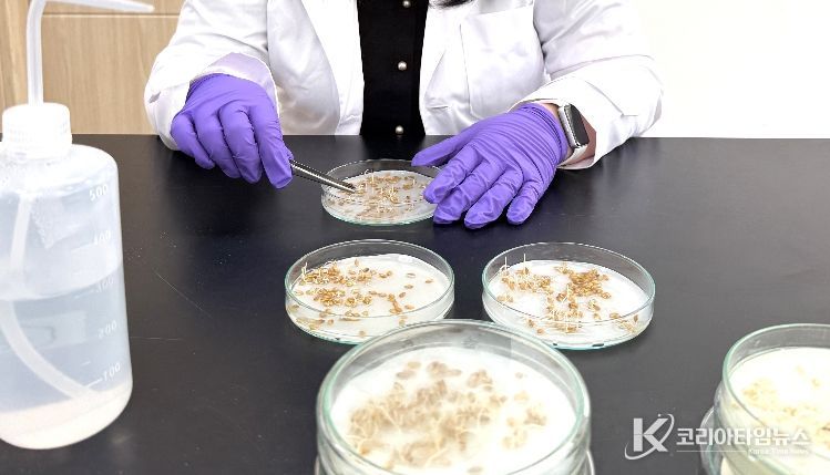 보성군, “볍씨 발아율 꼭 확인하세요” 모내기 전 사전 점검 당부_볍씨 발아율을 확인하고 있다