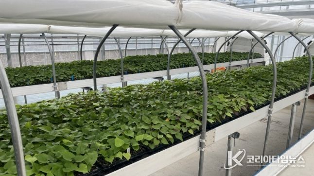 순화 육묘 중인 고구마 조직배양 무병묘