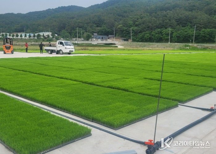 벼 육묘장 전경