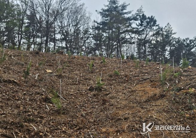 소나무재선충병 피해지 ‘수종 전환’ 확대 추진