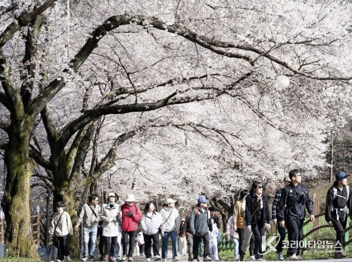 늦게 피어 더 깊고 아름다운 봄..진안, 벚꽃으로 물들어