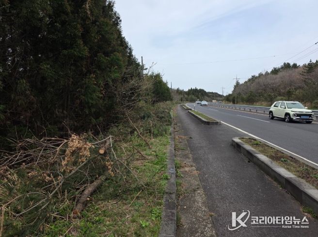 제주도, 봄철 도로변 잡목 집중 제거로 운전자 시야 확보