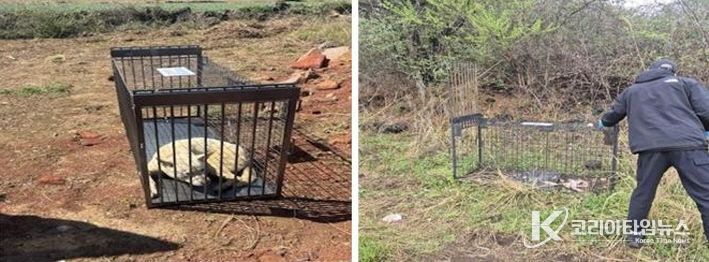 중산간 유기견 집중포획