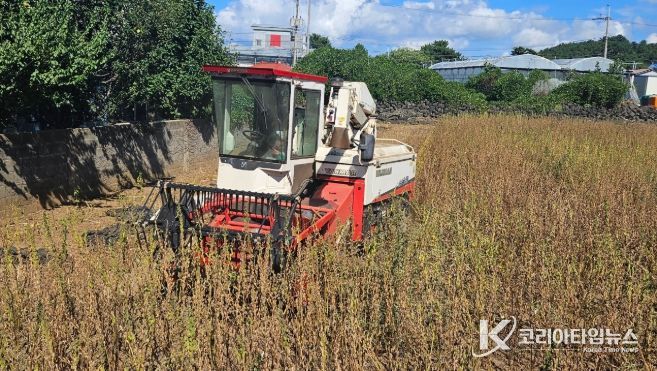 참깨 기계수확